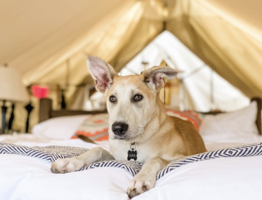 Dog resting in the tent