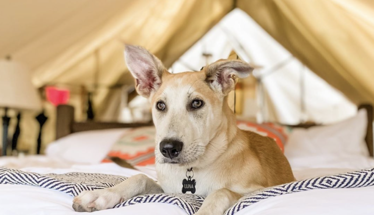 Dog resting in the tent
