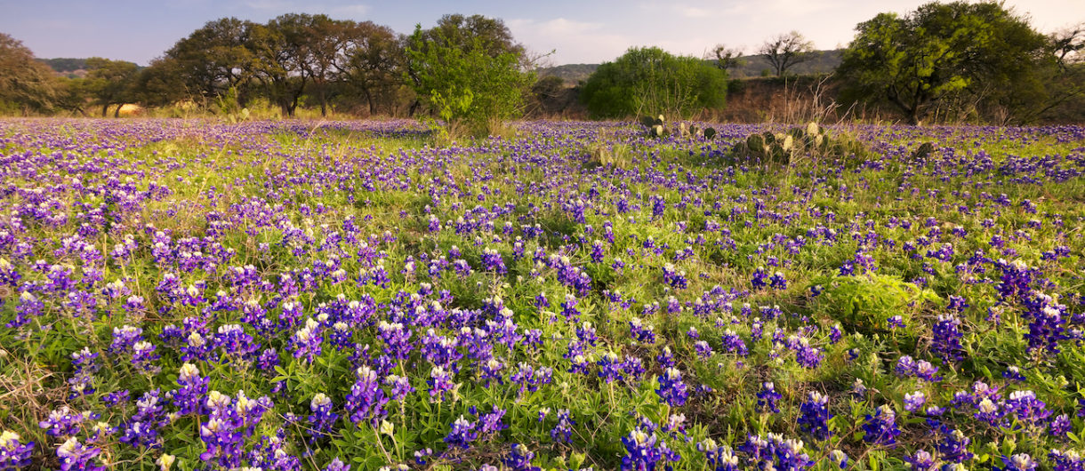 Bluebonnets field in the Hill Country of Fredericksburg,Texas